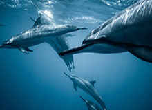 浙江高速反击三人连线，陶强龙破门本场完成传射！